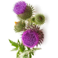 Mariadistelextract (Silybum marianum)